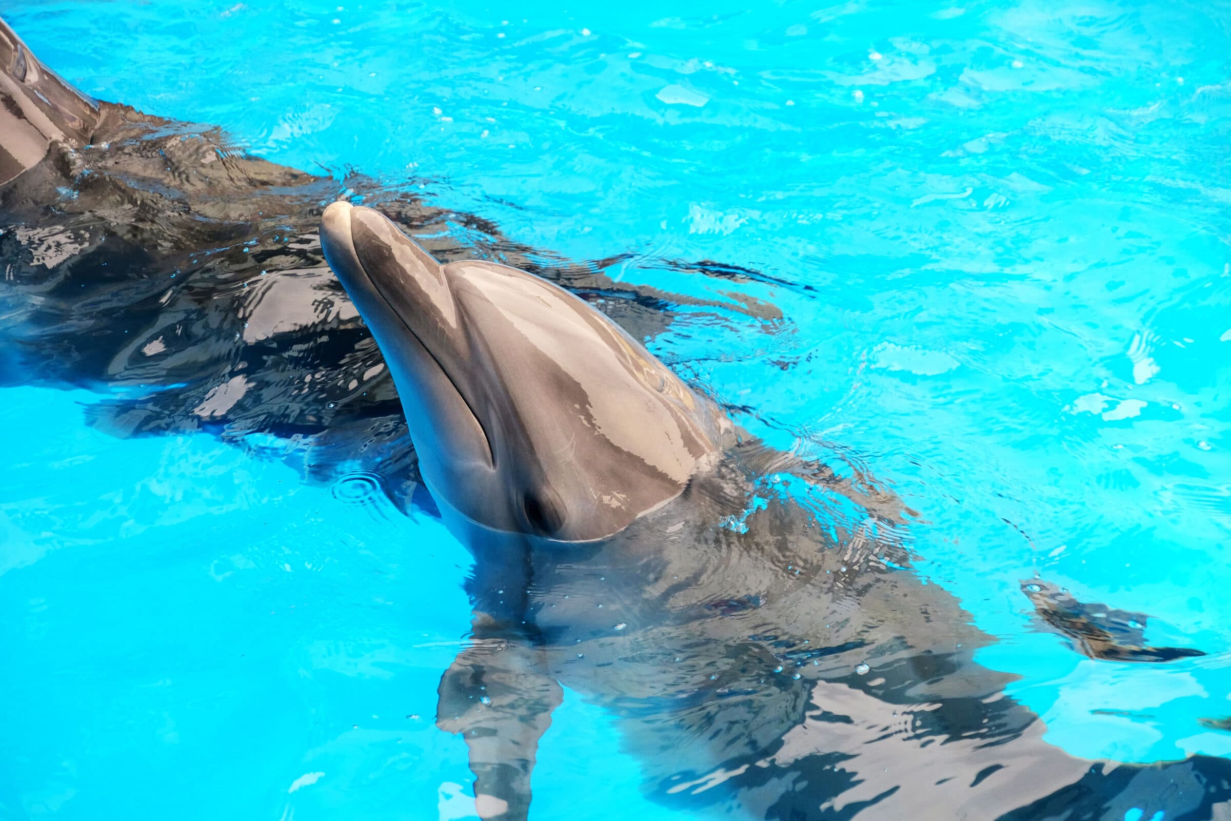 Sataya Dolphin Reef