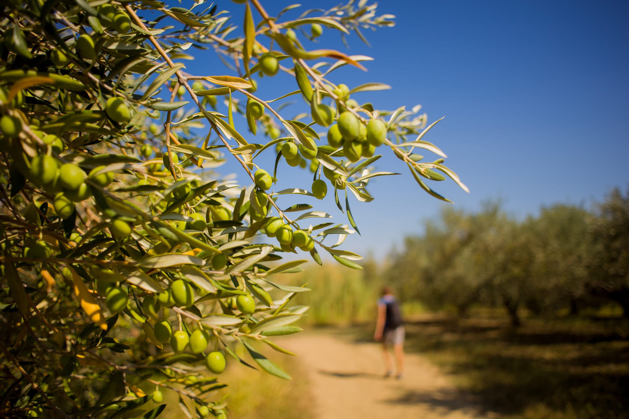 Olive Oil Farms